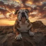 Bulldogge bei Sonnenuntergang auf Felsen