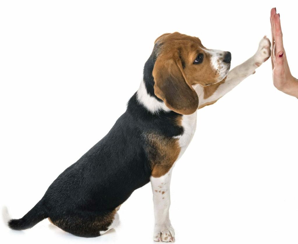 Kennenlernen-Vertrauenstraining mit einem Beagle oder jeder anderen Rasse bein Kennenlernen-Termin