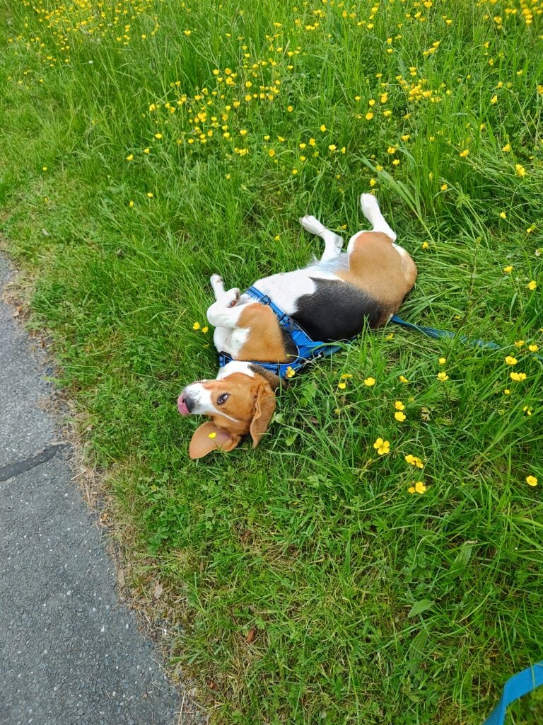 Hund im Gras liegt entspannt neben Blumenstrauch.