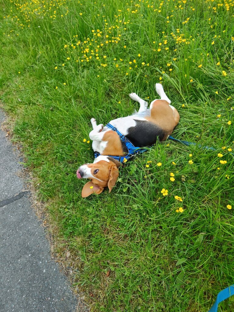 Hund im Gras liegt entspannt neben Blumenstrauch.