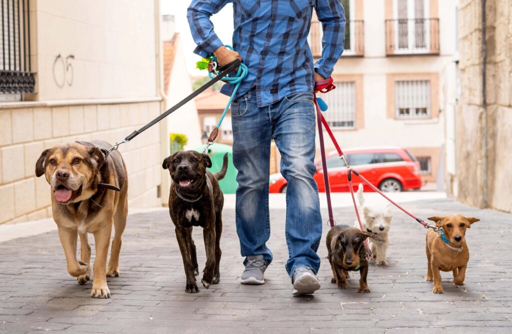 Dog Walk Gassi-Service