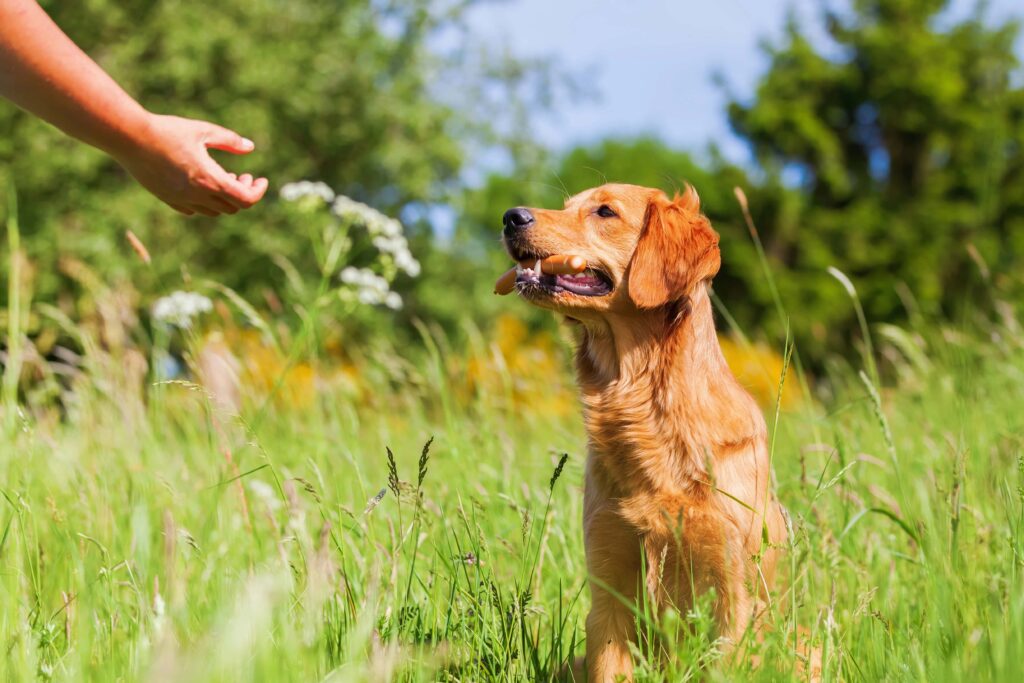 Golden Retriever beim Training mit Belohnung