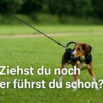 Hund an der Leine im Park