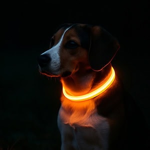 Hund mit leuchtendem Halsband im Dunkeln
