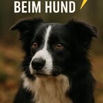Hund wirkt gestresst im Wald