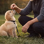 Welpenpaket für frühzeitige Entwicklung